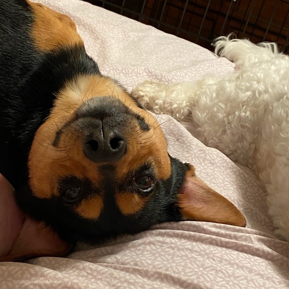 MEET MY PETS (: - Picture 9 of 16